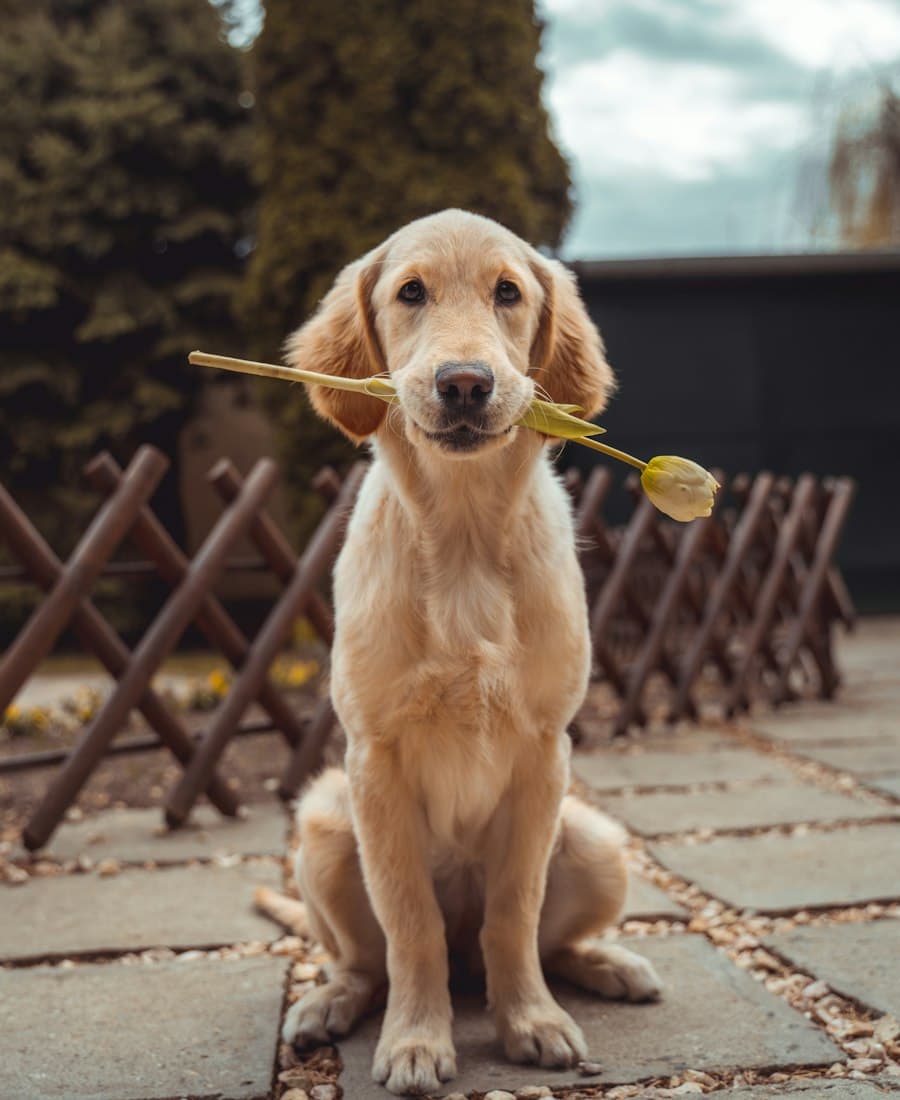 Humphrey Bogart, a golden retriever